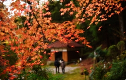 紅葉シーズンイベント